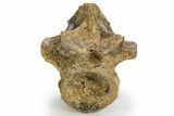 Triassic Fossil Synapsid (Dimetrodon) Vertebra - Texas #315766-2